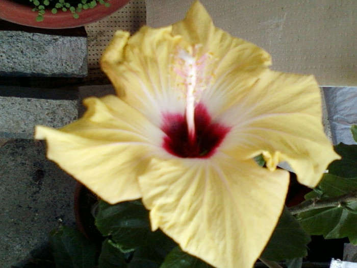 hibi holliday yellow