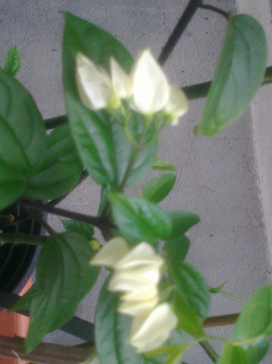 clero thomsonii - 0 gradina mea 2012