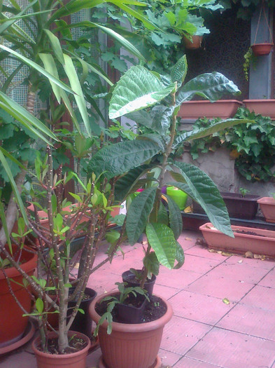 loquat - 0 gradina mea 2012