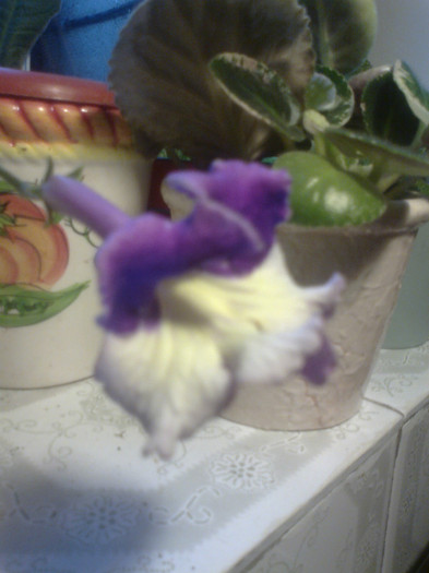 streptocarpus Silvia - 0 gradina mea 2012