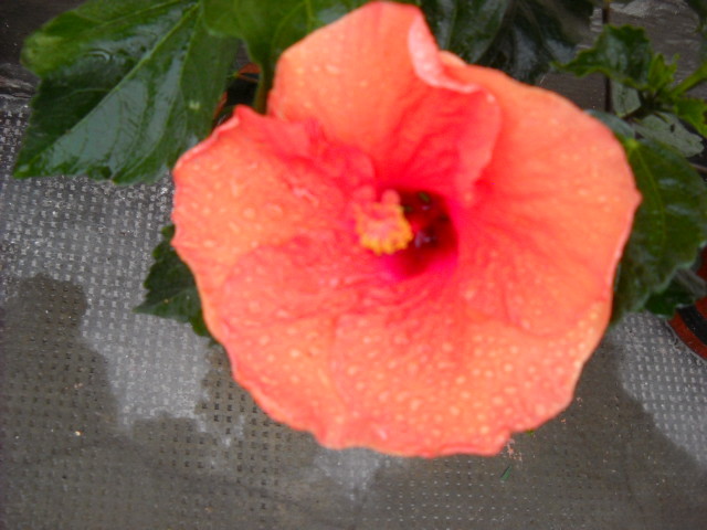 16.mai.2012 -PIERDUT - HIBISCUS - 2012
