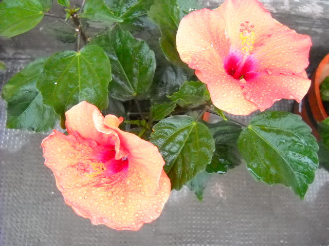 17 mai.2012 - HIBISCUS - 2012