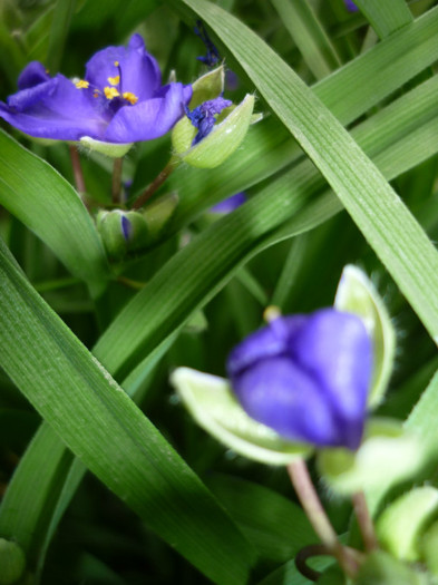 ohiensis - Tradescantia