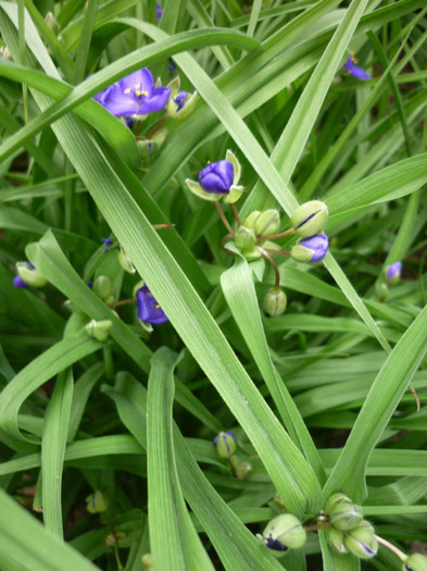 ohiensis - Tradescantia