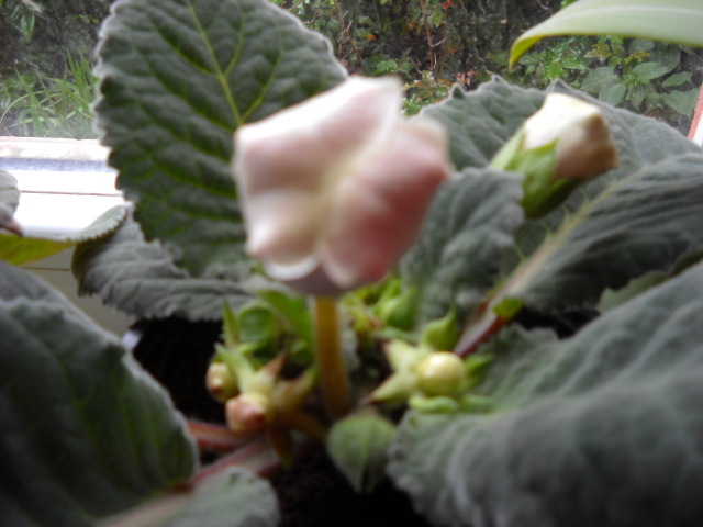 17 mai 2012 - 1GLOXINIA-2012