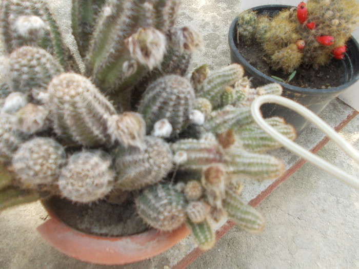 cactus cu boboci - CACTUSI INFLORITI 2012