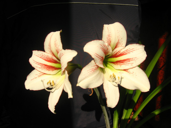 hippeastrum Lipstick