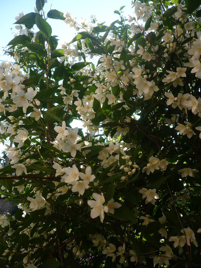 P1130622 - GRADINA 2012