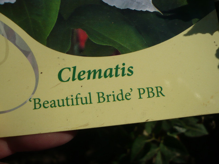 P1130638 - GRADINA 2012