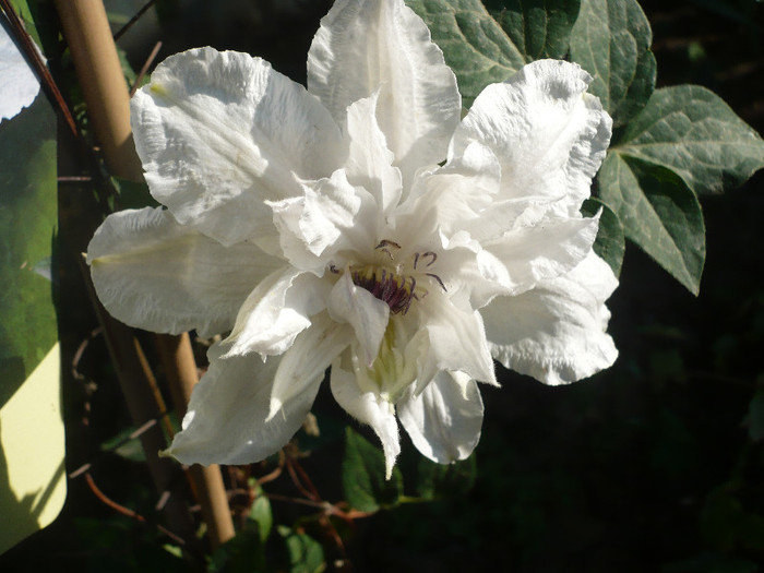 P1130639 - GRADINA 2012