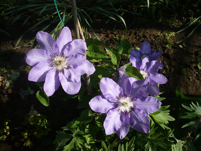 P1130640 - GRADINA 2012