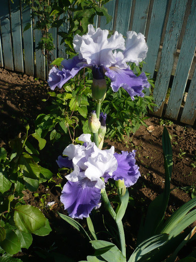 P1130642 - GRADINA 2012