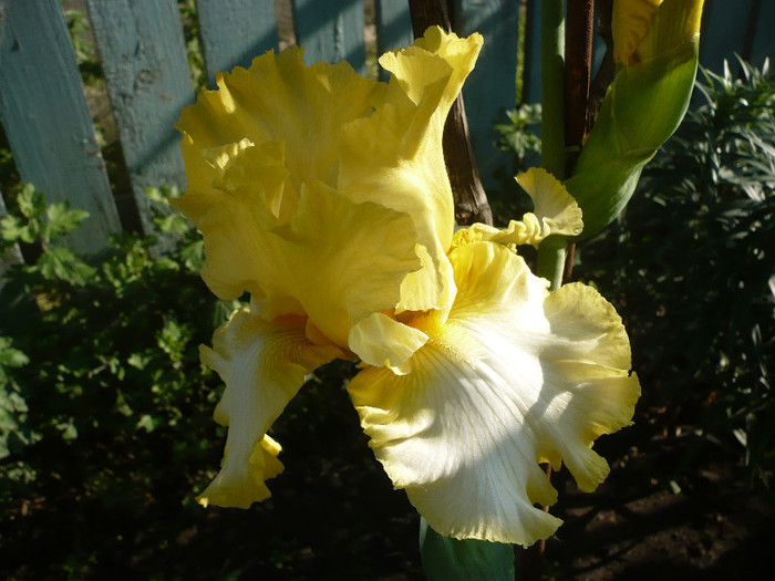 P1130647 - GRADINA 2012