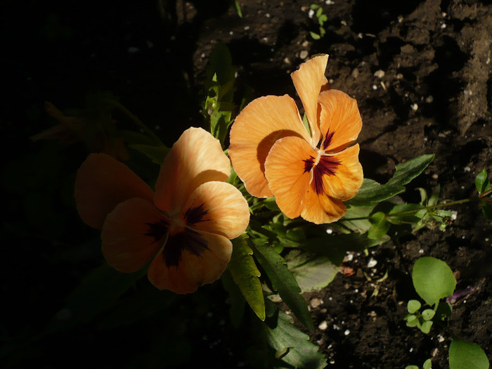 P1130650 - GRADINA 2012