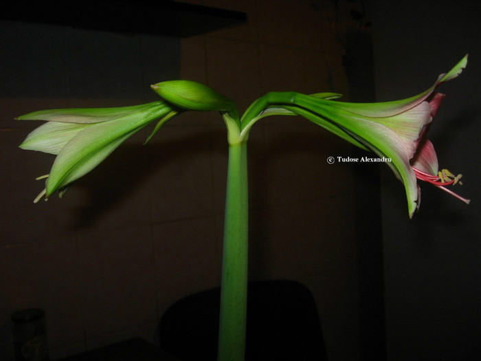 IMG_5793 - Hippeastrum