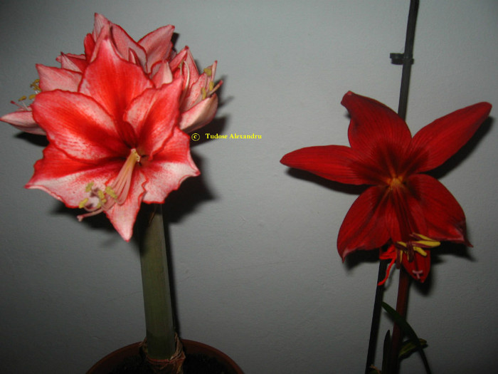 Hipp.Charisma & Hippeastrelia Durga Pradhan