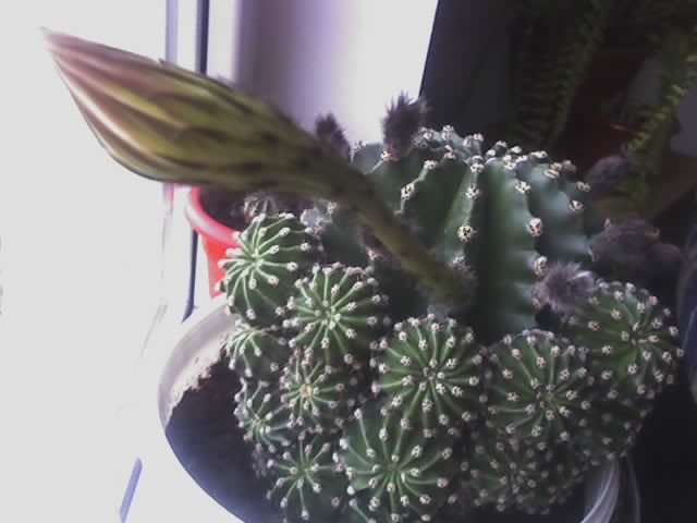 Echinopsis - dimineata - cactusi - 2012