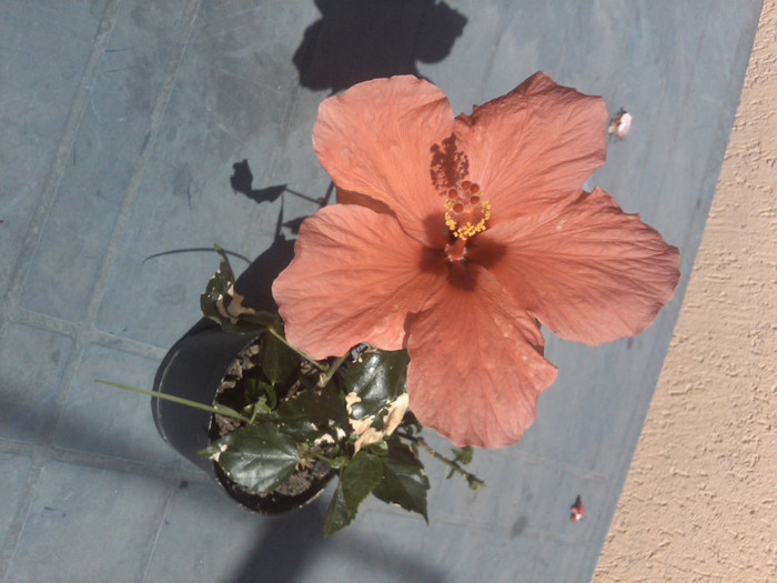 IMG00791-20120517-1552 - hibiscus