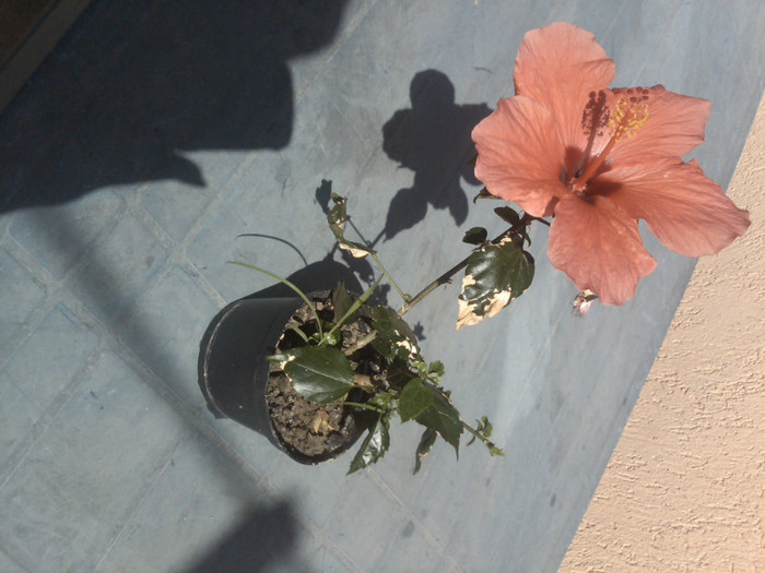 IMG00792-20120517-1553 - hibiscus