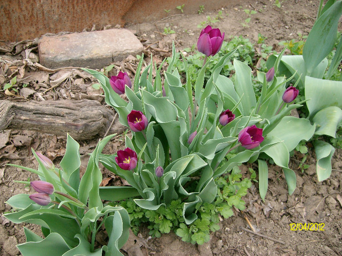 SANY1528 - 4-flori de primavara