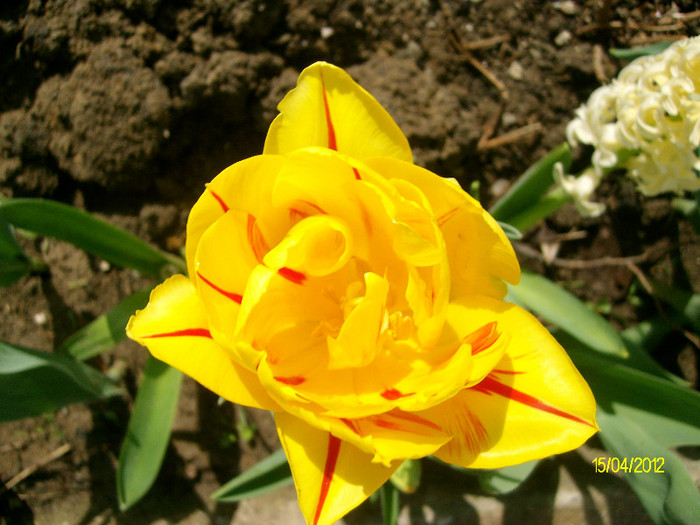 SANY1628 - 4-flori de primavara