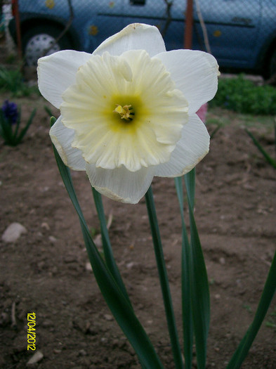 SANY1523 - 4-flori de primavara