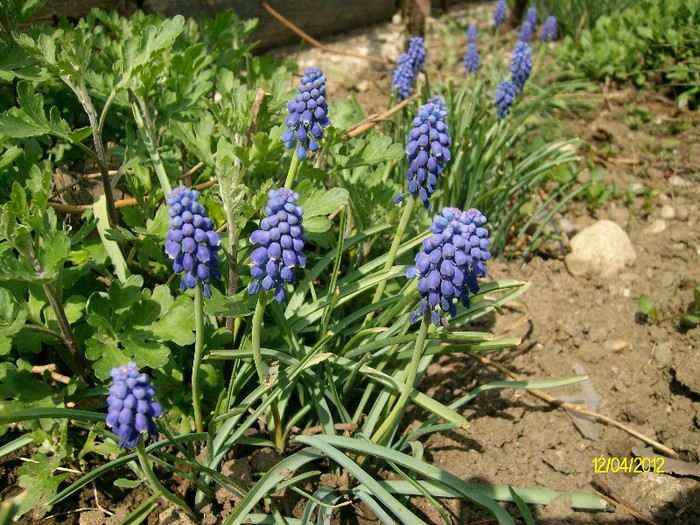 SANY1505 - 4-flori de primavara