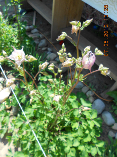 DSCN2737 - Aquilegia-caldaruse