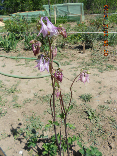 DSCN2762 - Aquilegia-caldaruse