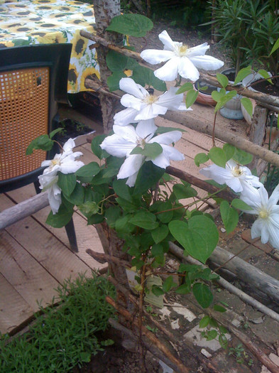 IMG_0408 - 16 05 Clematite