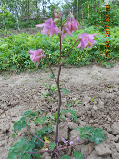 DSCN2842 - Aquilegia-caldaruse