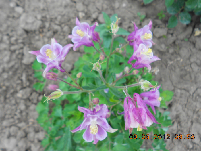 DSCN2844 - Aquilegia-caldaruse