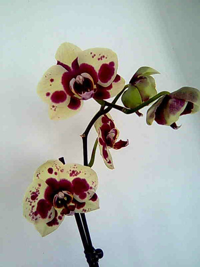 Imagine118 - phalaenopsis