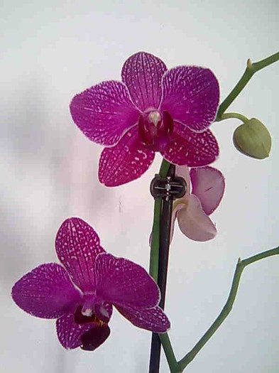 Imagine070 - phalaenopsis