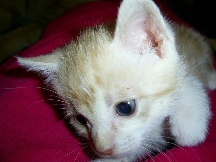 PIC_0019 - Baietii mei