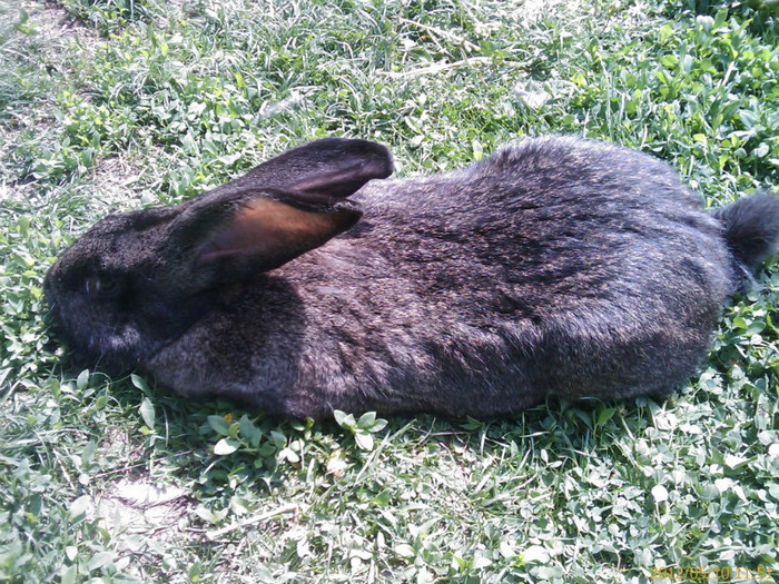 201205101151_610 - poze cu o parte din iepuri luna mai 2012