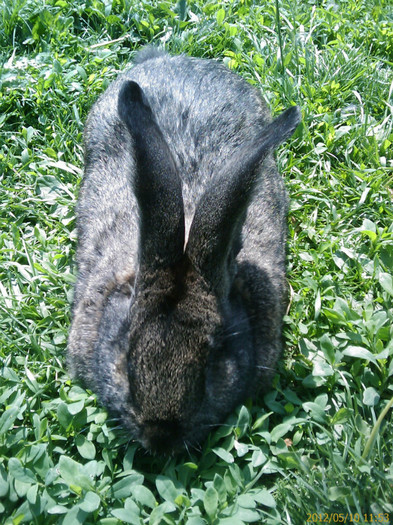 201205101153_616 - poze cu o parte din iepuri luna mai 2012