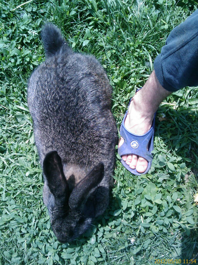 201205101154_618 - poze cu o parte din iepuri luna mai 2012