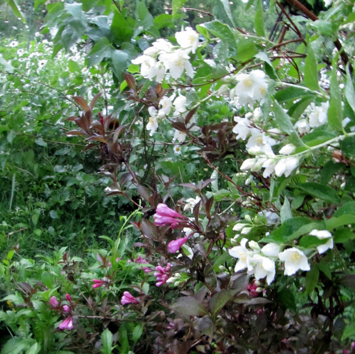 Weigela florida purpurea - Gradina veche