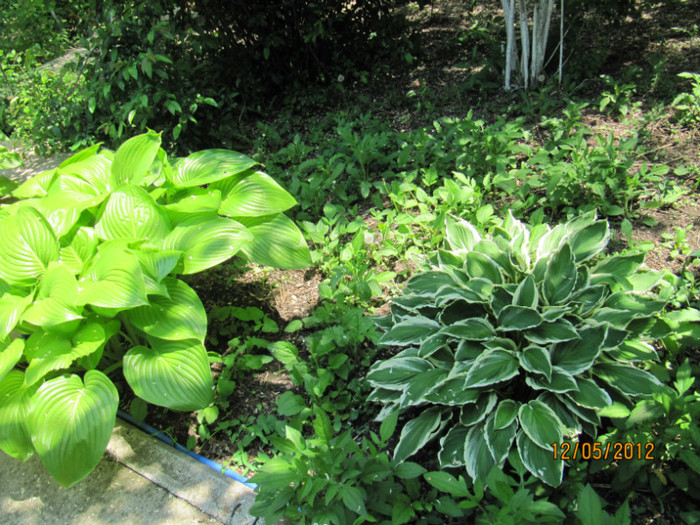 Hosta; Crini de toamna
