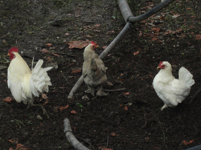 cocos si gainuse pitic - gainile mele pitic