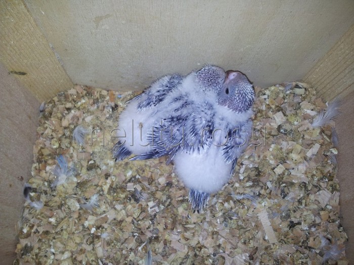 20120517_180611 - Perusi 2012