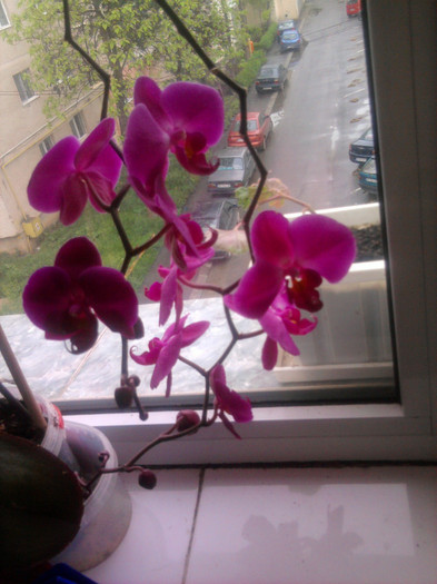 Phale; Frumoasa mea mov
