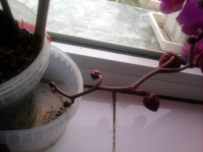 Phale; Flori in devenire
