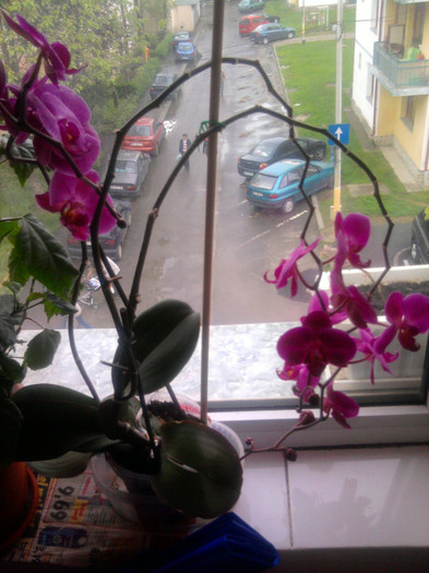 Phale; Cascada de flori
