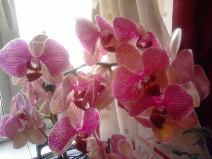 PHale - Frumoasele mele Orhidee