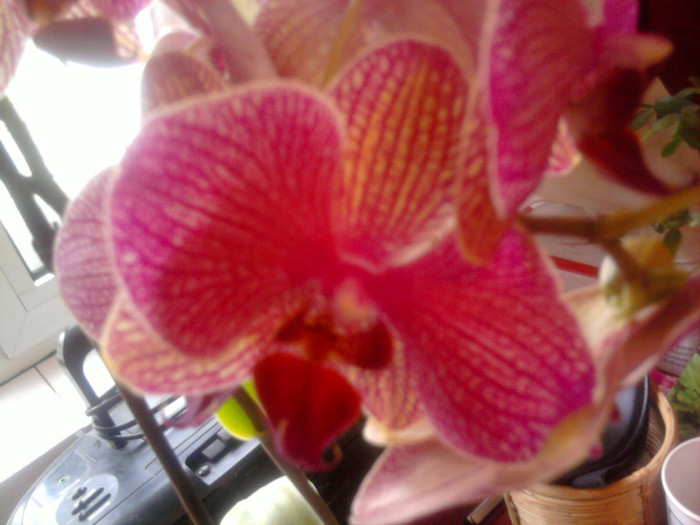 Phale; Se uita cu jind la mine
