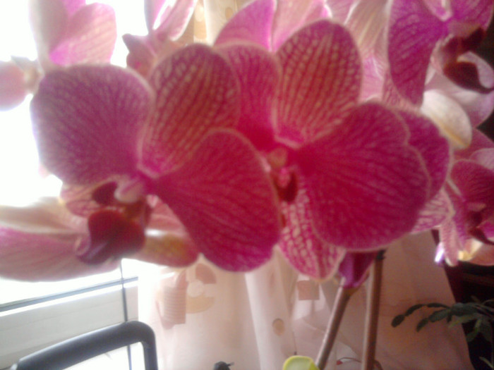 Phale; Sunt aliniate
