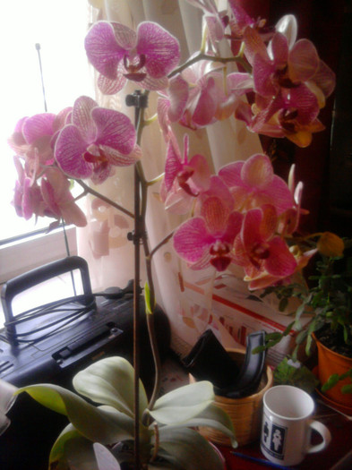 Phale; "Explozie" de flori
