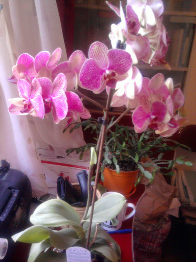 Phale - Frumoasele mele Orhidee
